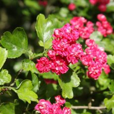 5038838003172 1 Crataegus Lae Pauls Scarlet 12l.jpg